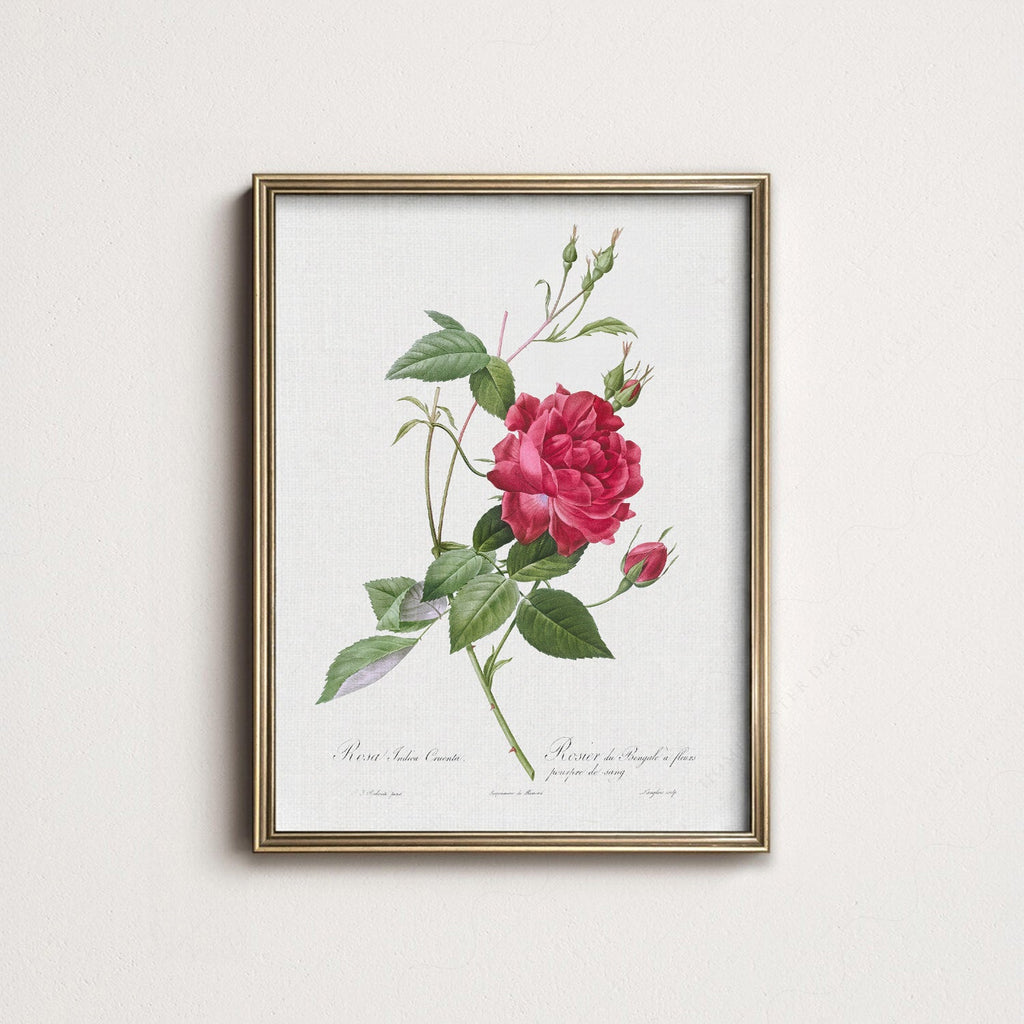 Pierre-Joseph Redouté Rosa Indica Cruenta Print – Botanical Wall Art