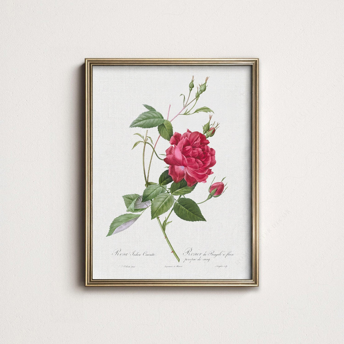Pierre-Joseph Redouté Rosa Indica Cruenta Print – Botanical Wall Art