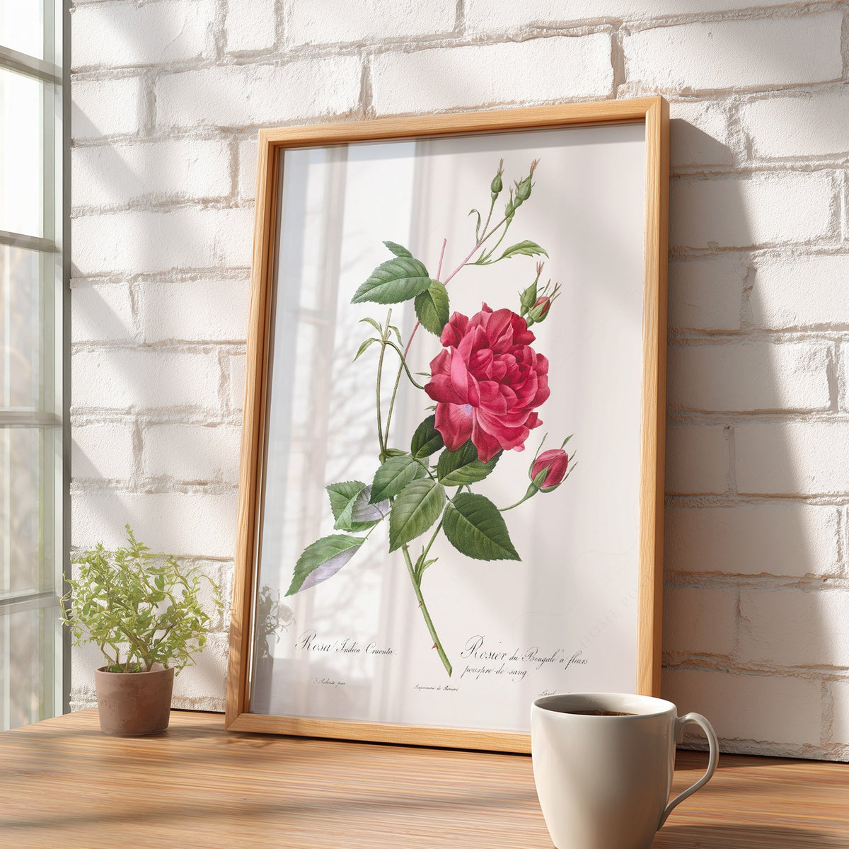 Pierre-Joseph Redouté Rosa Indica Cruenta Print – Botanical Wall Art