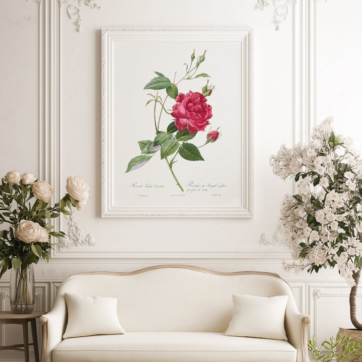 Pierre-Joseph Redouté Rosa Indica Cruenta Print – Botanical Wall Art