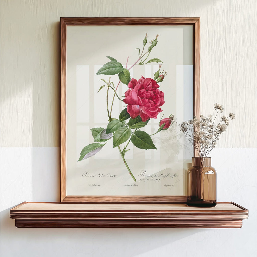 Pierre-Joseph Redouté Rosa Indica Cruenta Print – Botanical Wall Art