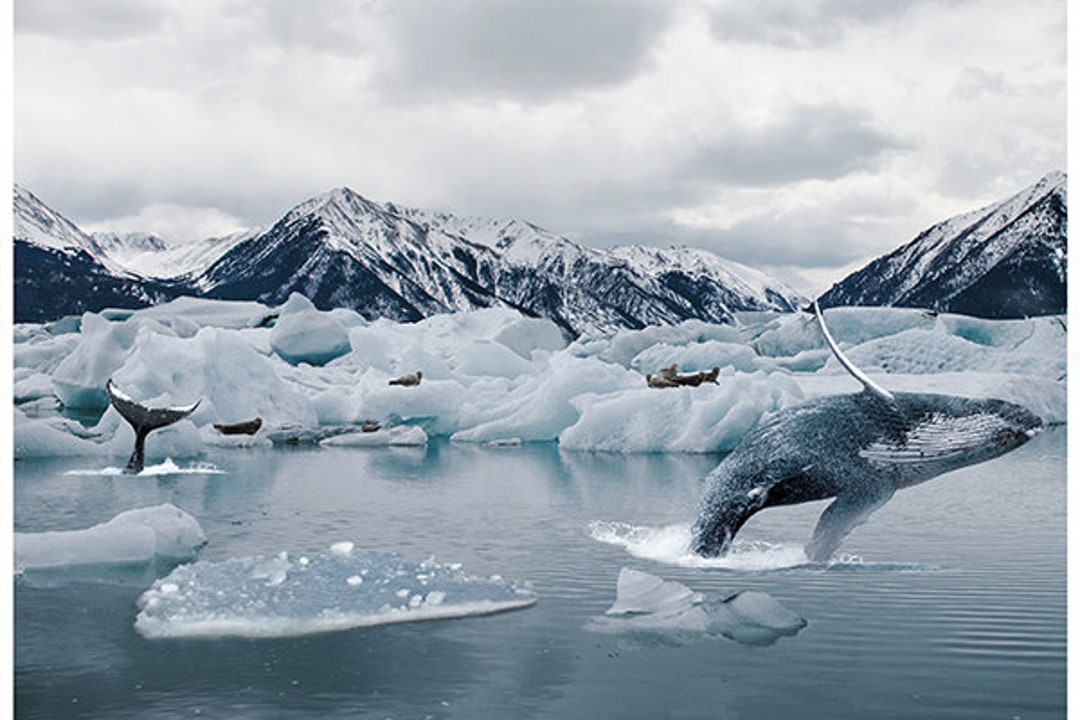 Hoffman Fabrics - L'appel de la nature - Panneau Baleine arctique n° 2