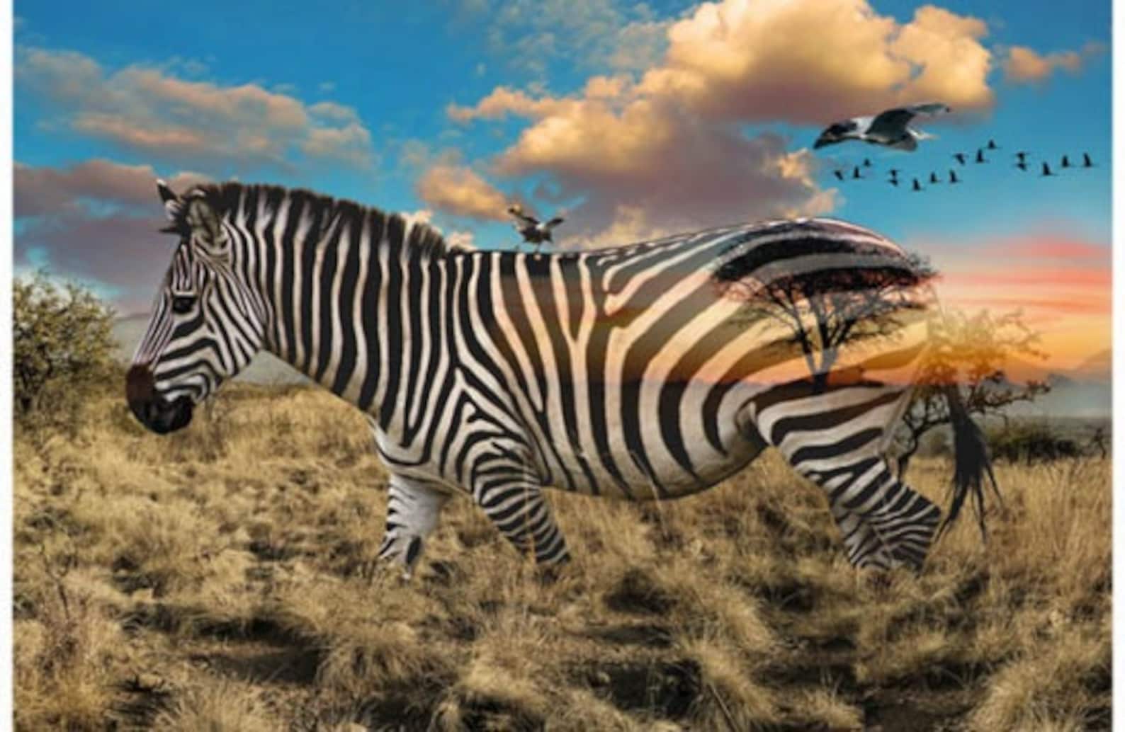 Hoffman Fabrics - Call of the Wild - Zebra