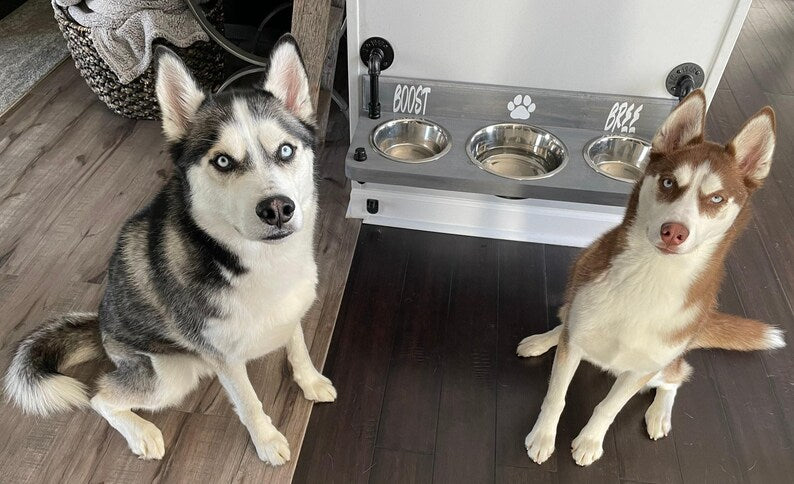Floating Dog Bowl Feeder - Wall Mount Stylish Design for Modern Pet Dining - Space-Saving Dog Feeder & Bowl Combo