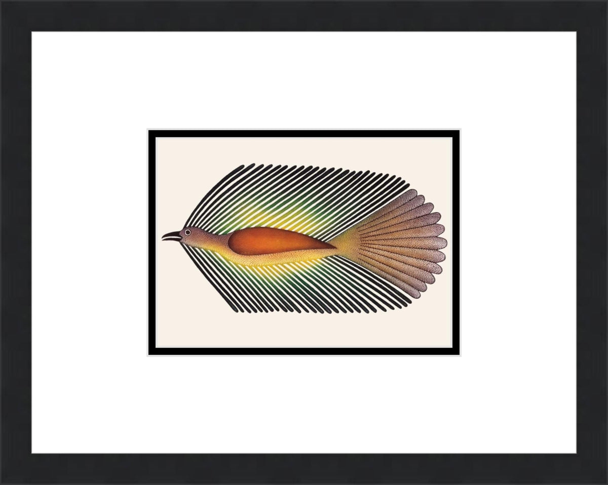 Darting Raven, Etching & Aquatint by Kenojuak Ashevak, Indigenous Inuit Art Card, Aboriginal Decor, Framed Art Card