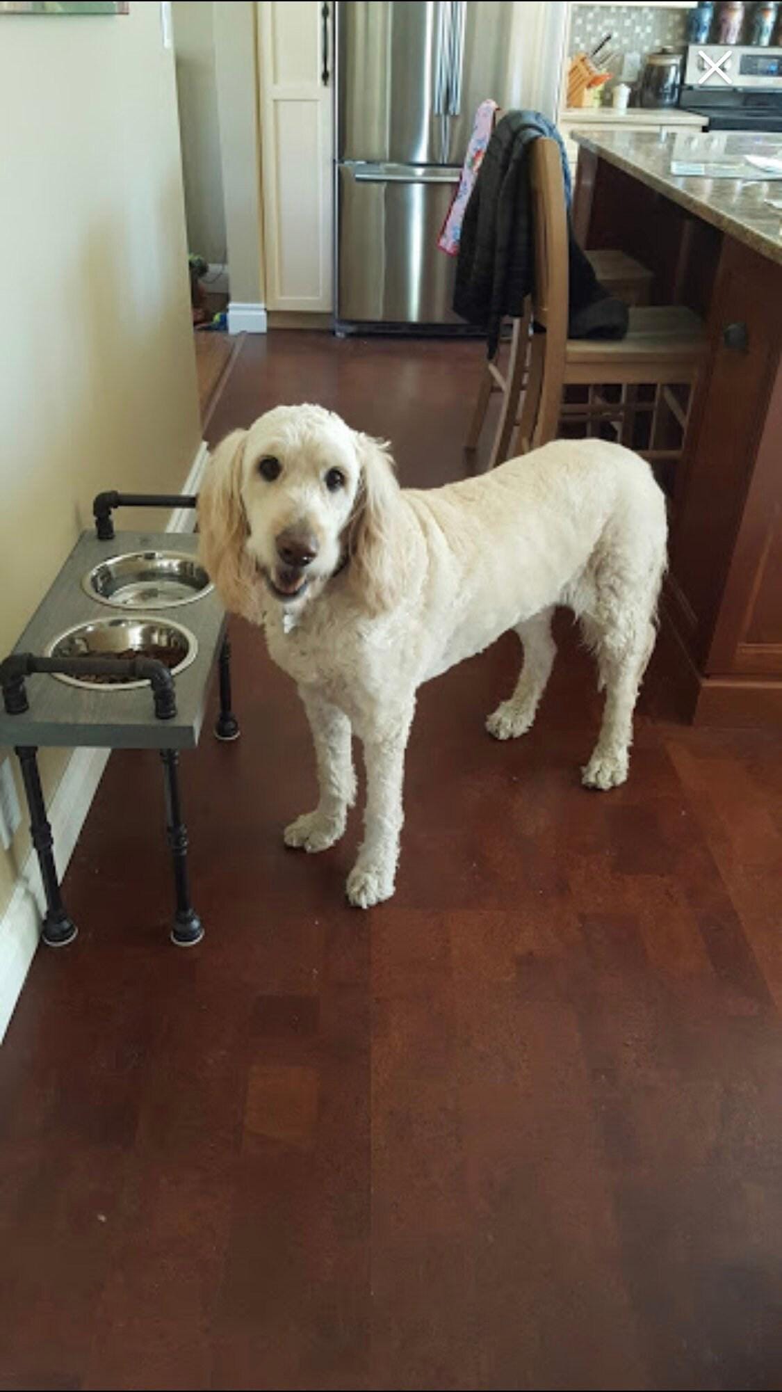 LA BÊTE - Support de gamelle surélevé de style industriel pour chien - La bête - Personnalisation gratuite incluse