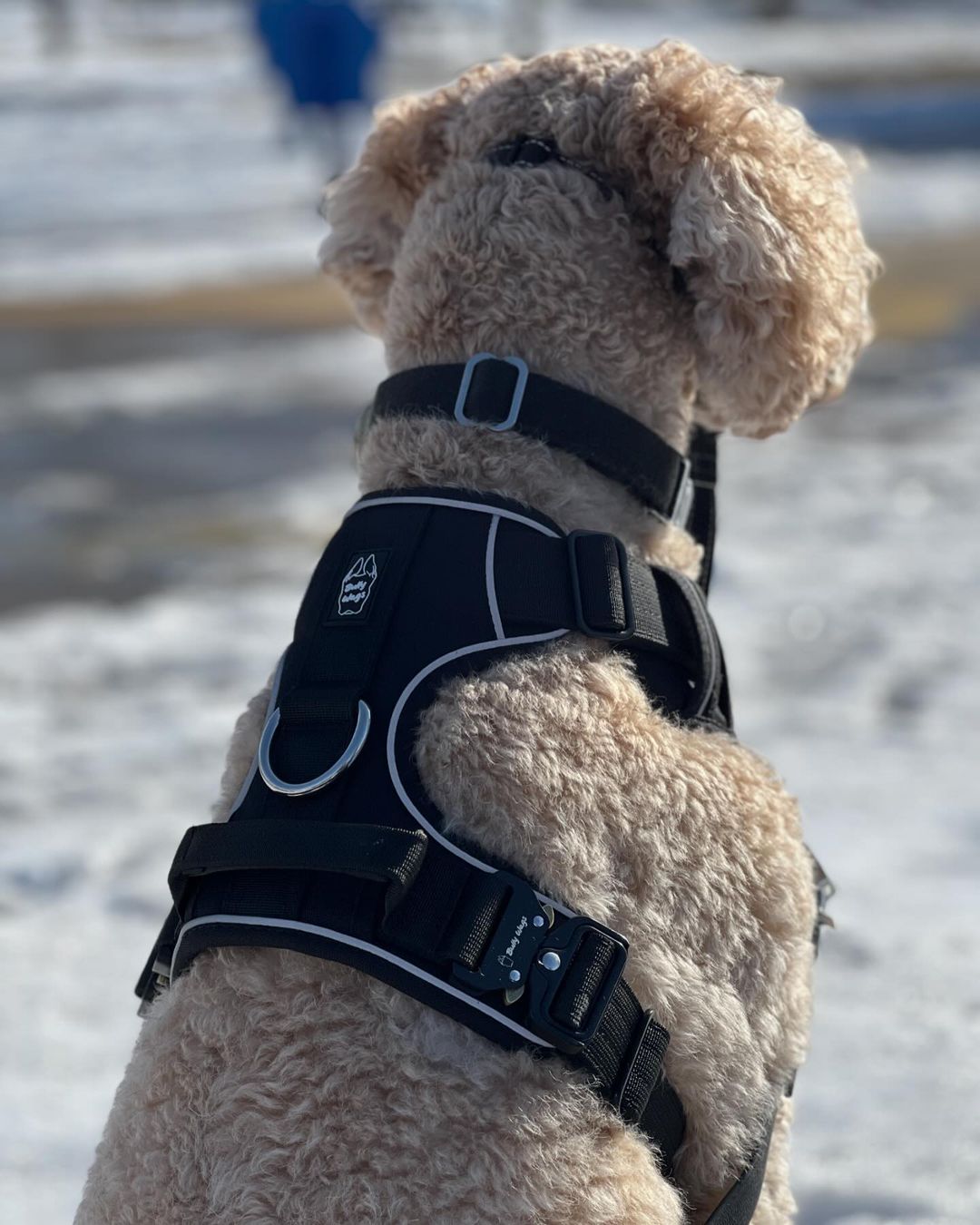 Harnais robuste pour tous les jours - Noir