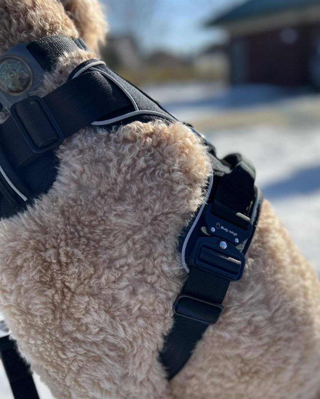 Harnais robuste pour tous les jours - Noir