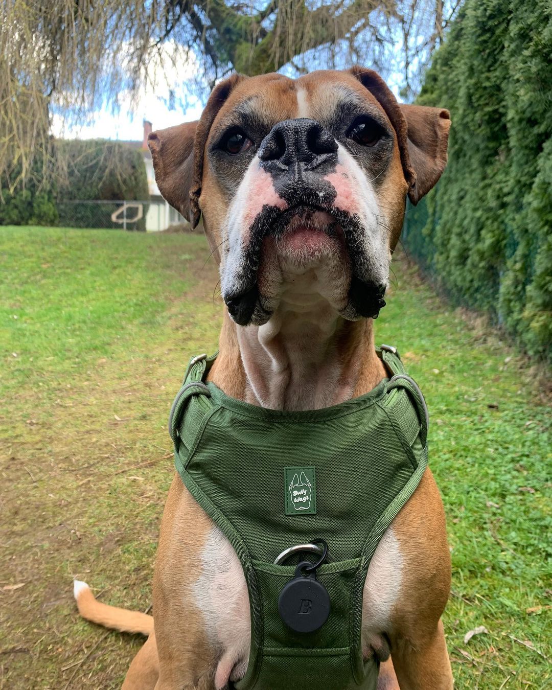 Harnais robuste pour tous les jours - Vert cactus