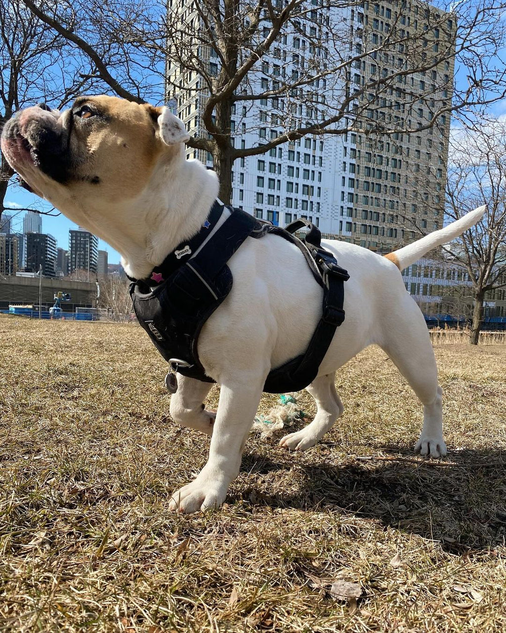 Harnais robuste pour tous les jours - Noir