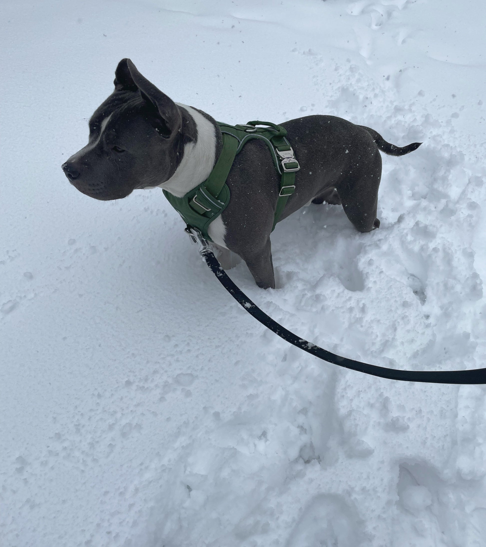 Harnais robuste pour tous les jours - Vert cactus