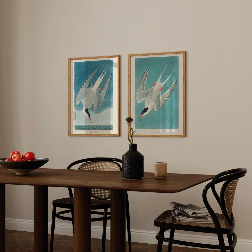 DUO D'IMPRESSIONS D'OISEAUX DE JJ Audubon - Sterne géante | | disponible encadrée