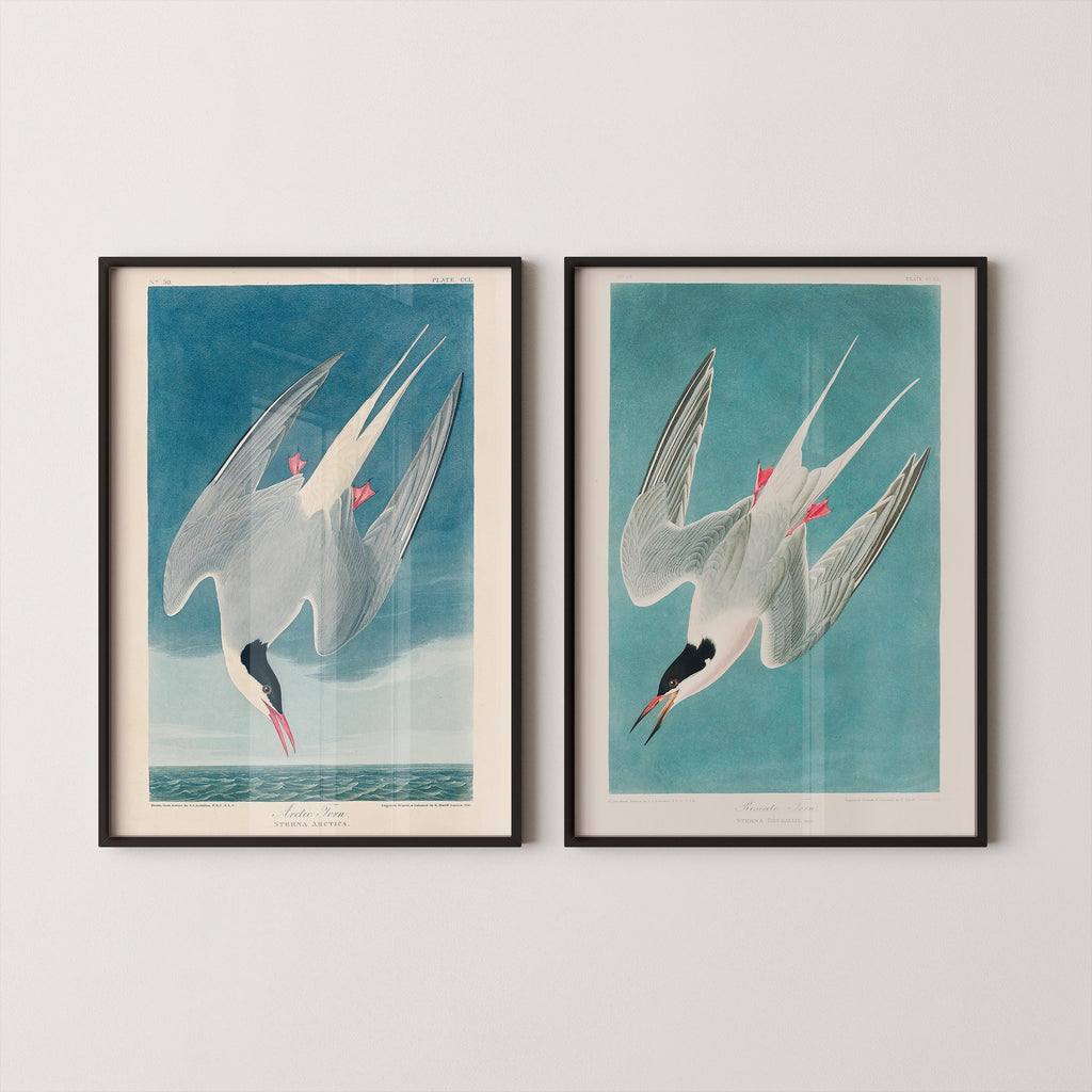 DUO D'IMPRESSIONS D'OISEAUX DE JJ Audubon - Sterne géante | | disponible encadrée