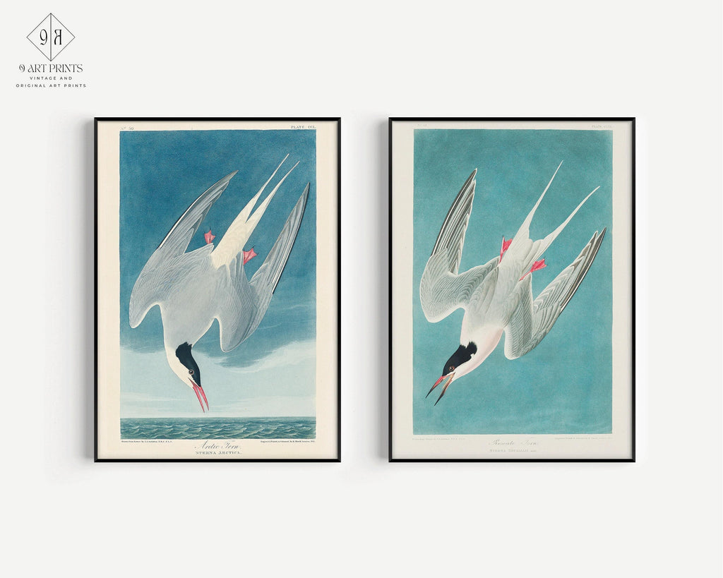 DUO D'IMPRESSIONS D'OISEAUX DE JJ Audubon - Sterne géante | | disponible encadrée