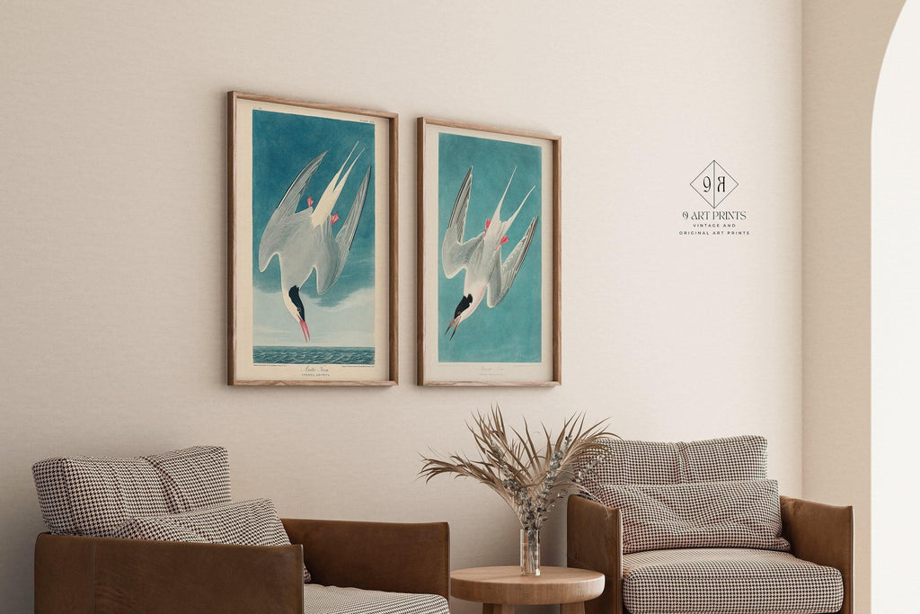 DUO D'IMPRESSIONS D'OISEAUX DE JJ Audubon - Sterne géante | | disponible encadrée