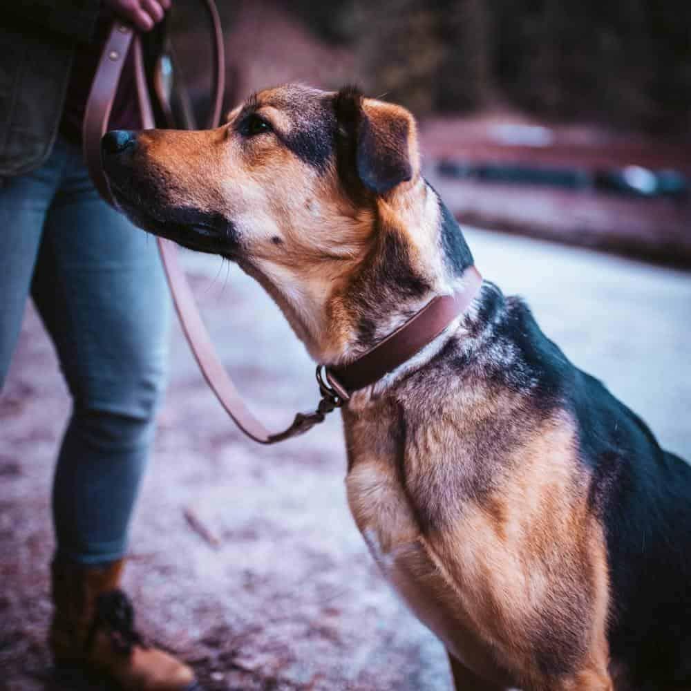 Leather Dog Collar