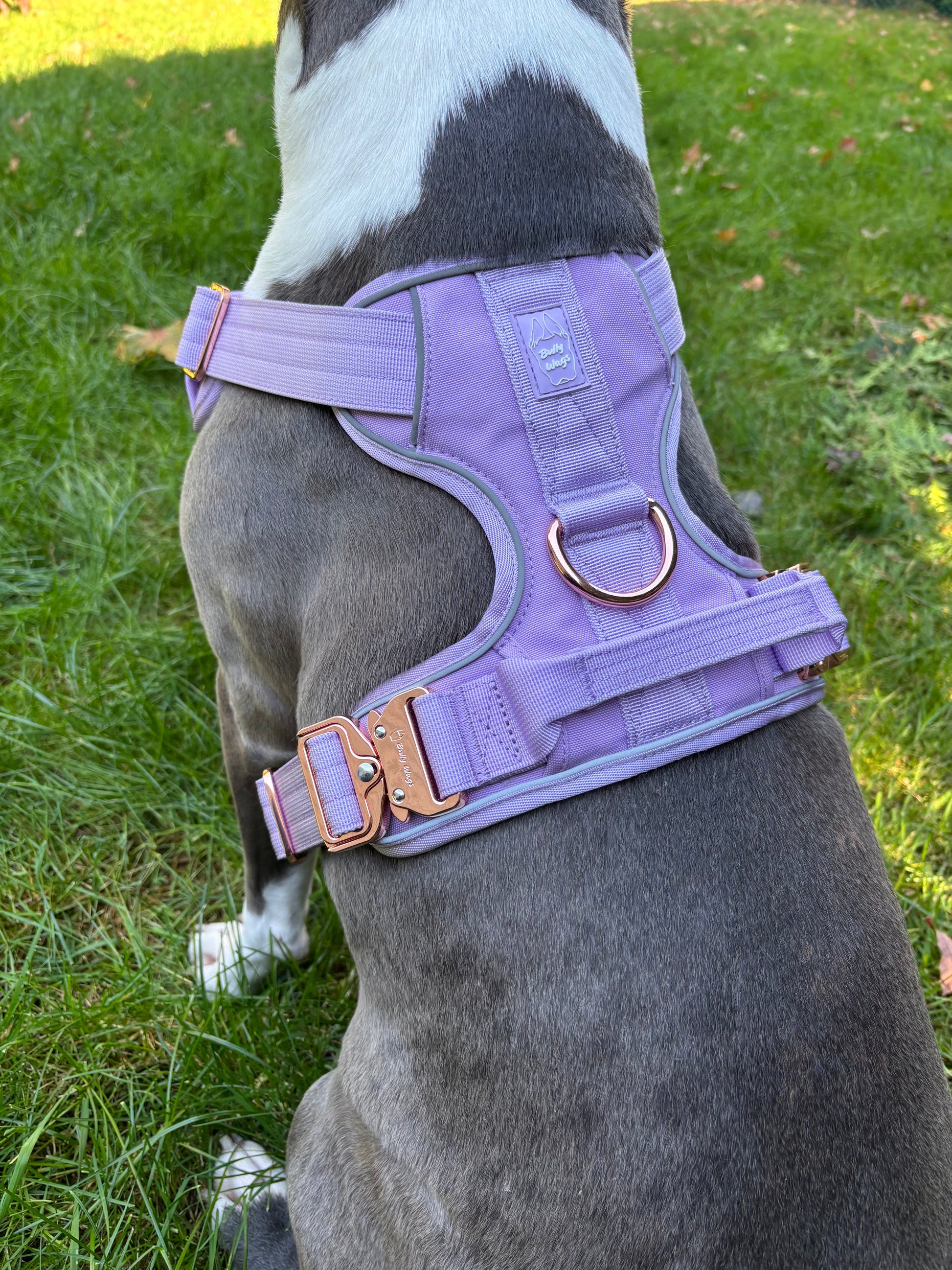 Harnais robuste pour usage quotidien - Lilas