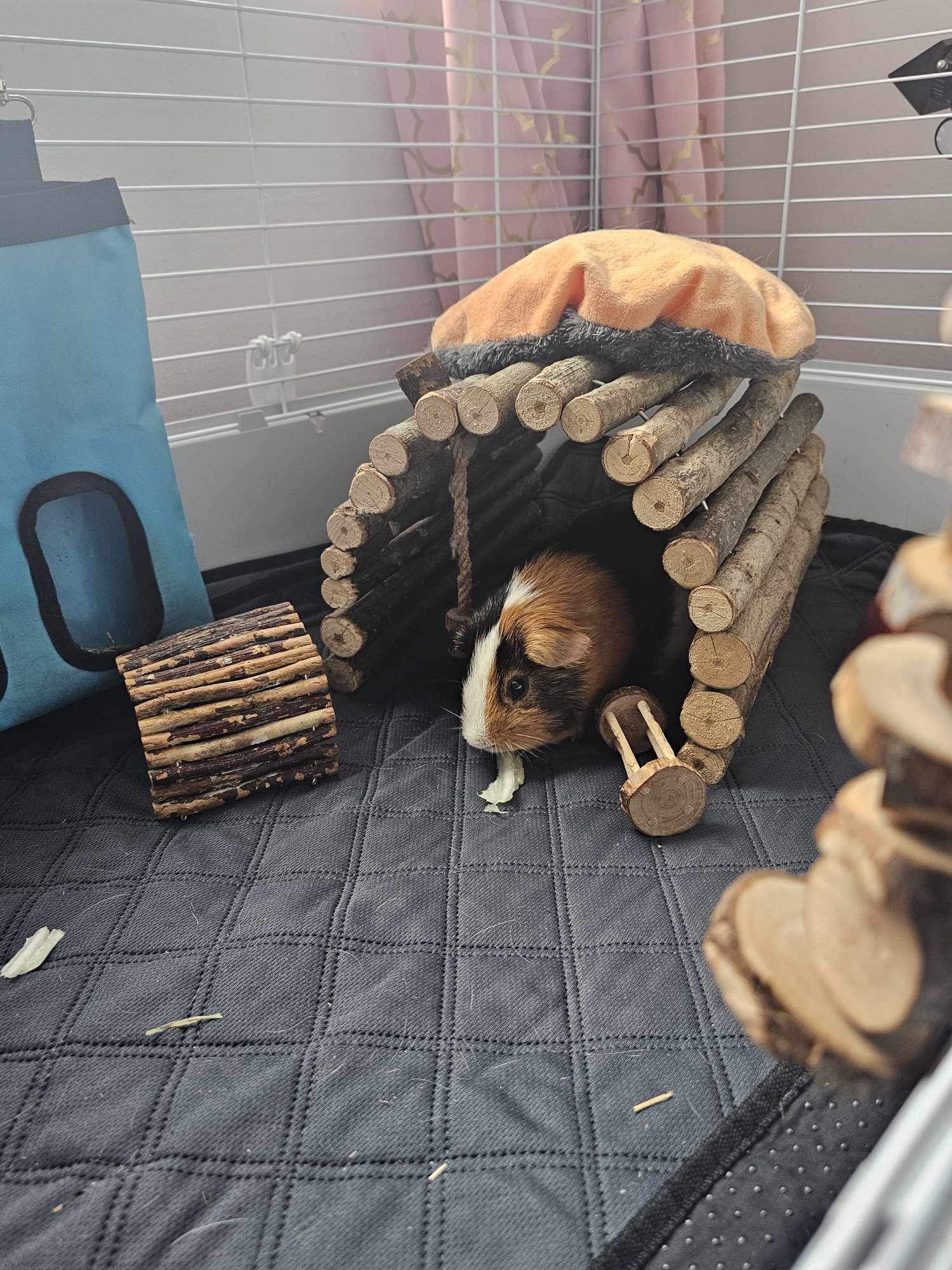 Parure de lit polaire 5 pièces pour cochon d'Inde et lapin – Parfaite pour chiens et chats