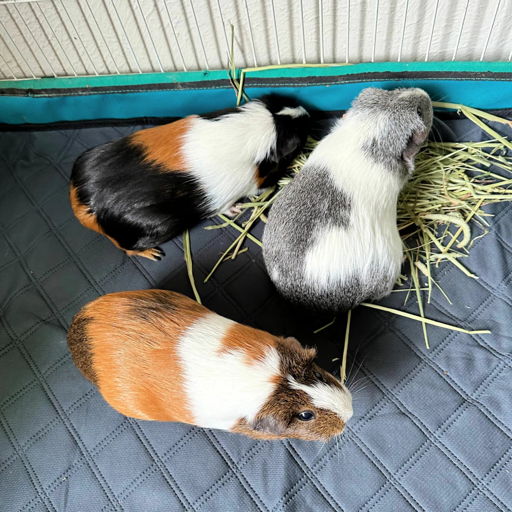 Revêtements de cage LuftPets Original pour lapins et cochons d'Inde, pour cages MidWest
