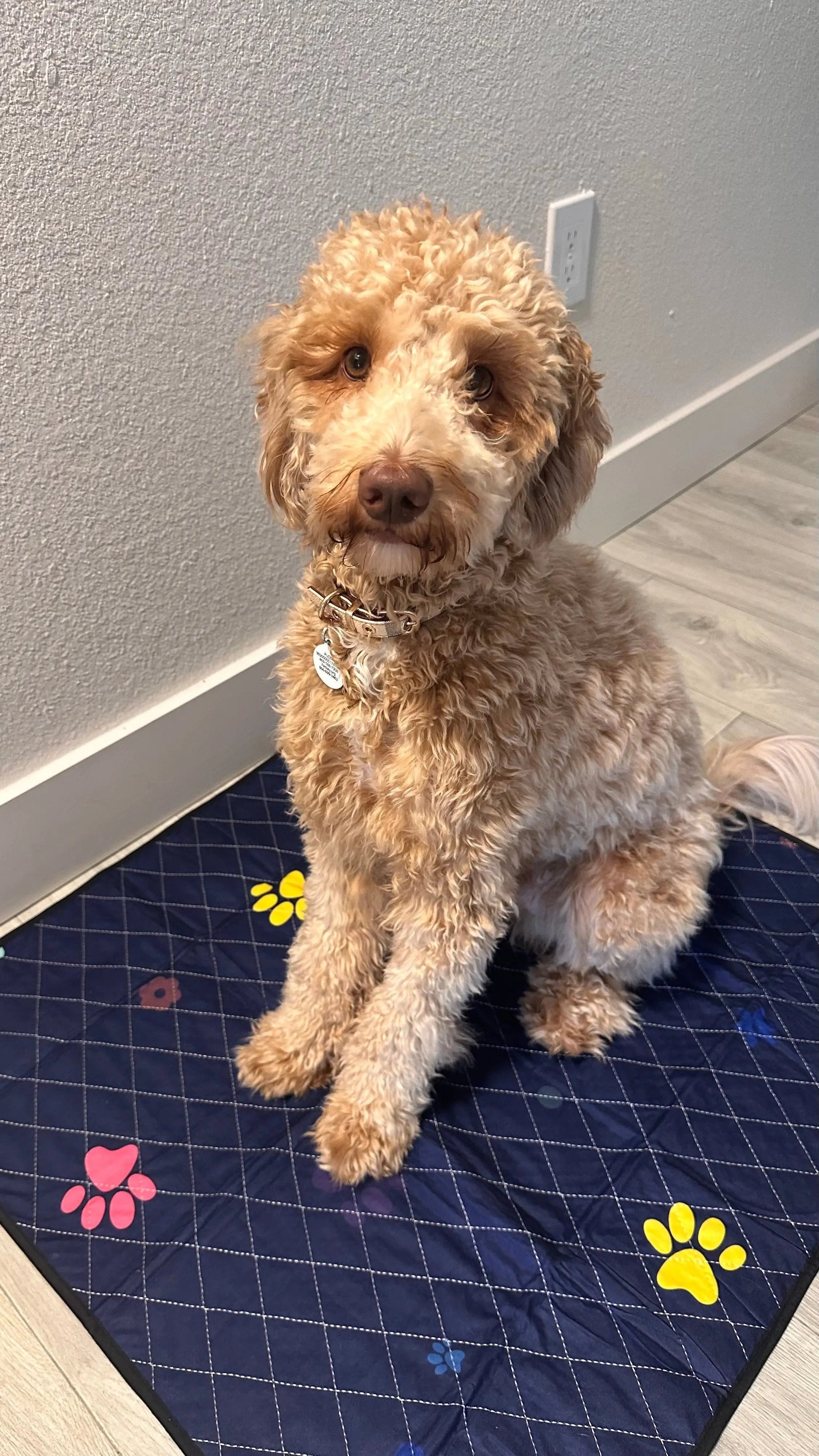 Washable Dog Pee Pads -  Super Absorbent, Leakproof, Quick-Drying, Reusable Puppy Pads LUFTPETS