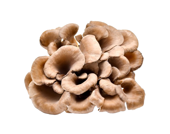 Organic Maitake Mushroom Powder