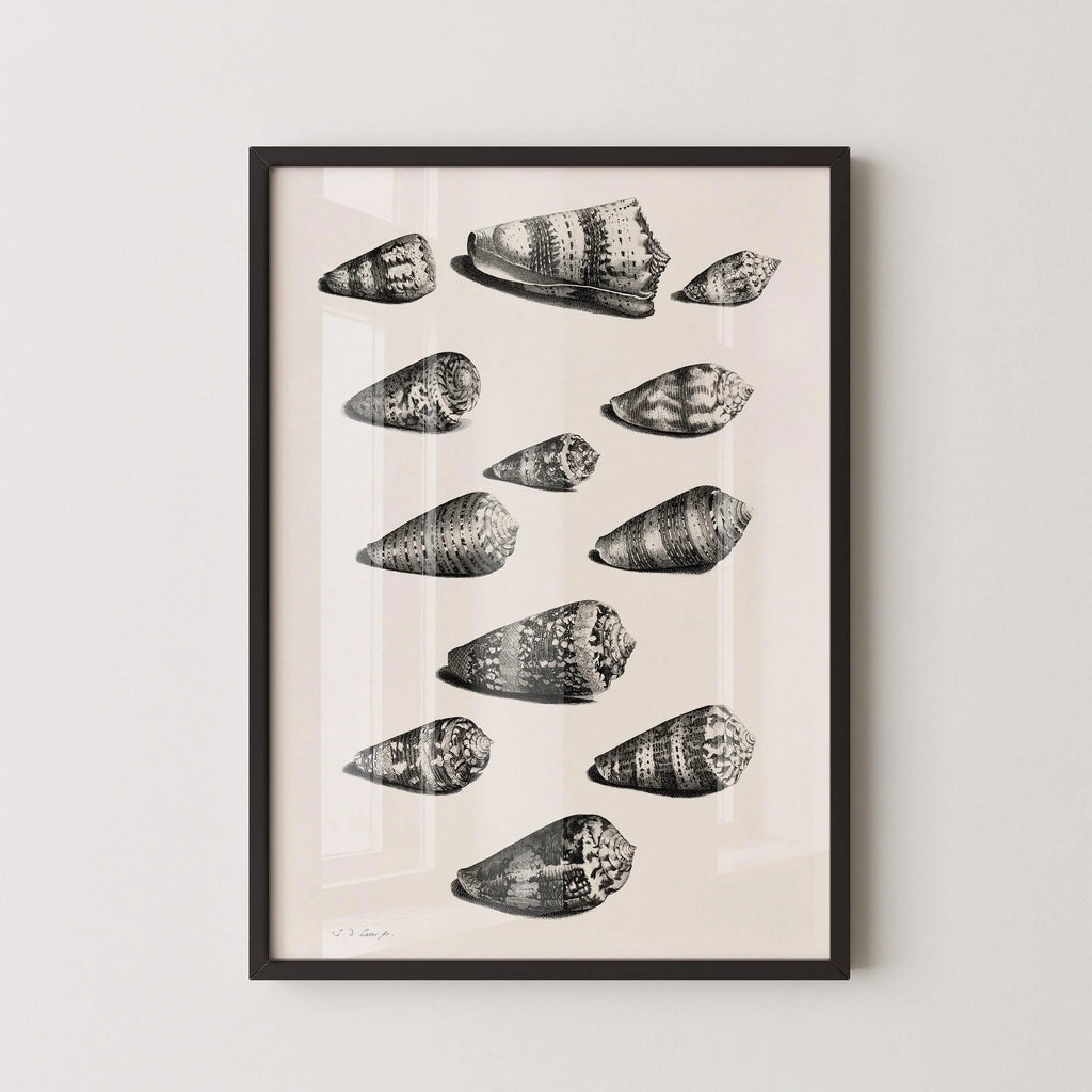 Maria Sybilla Merian Shells Print: Black and White Marine Life Art