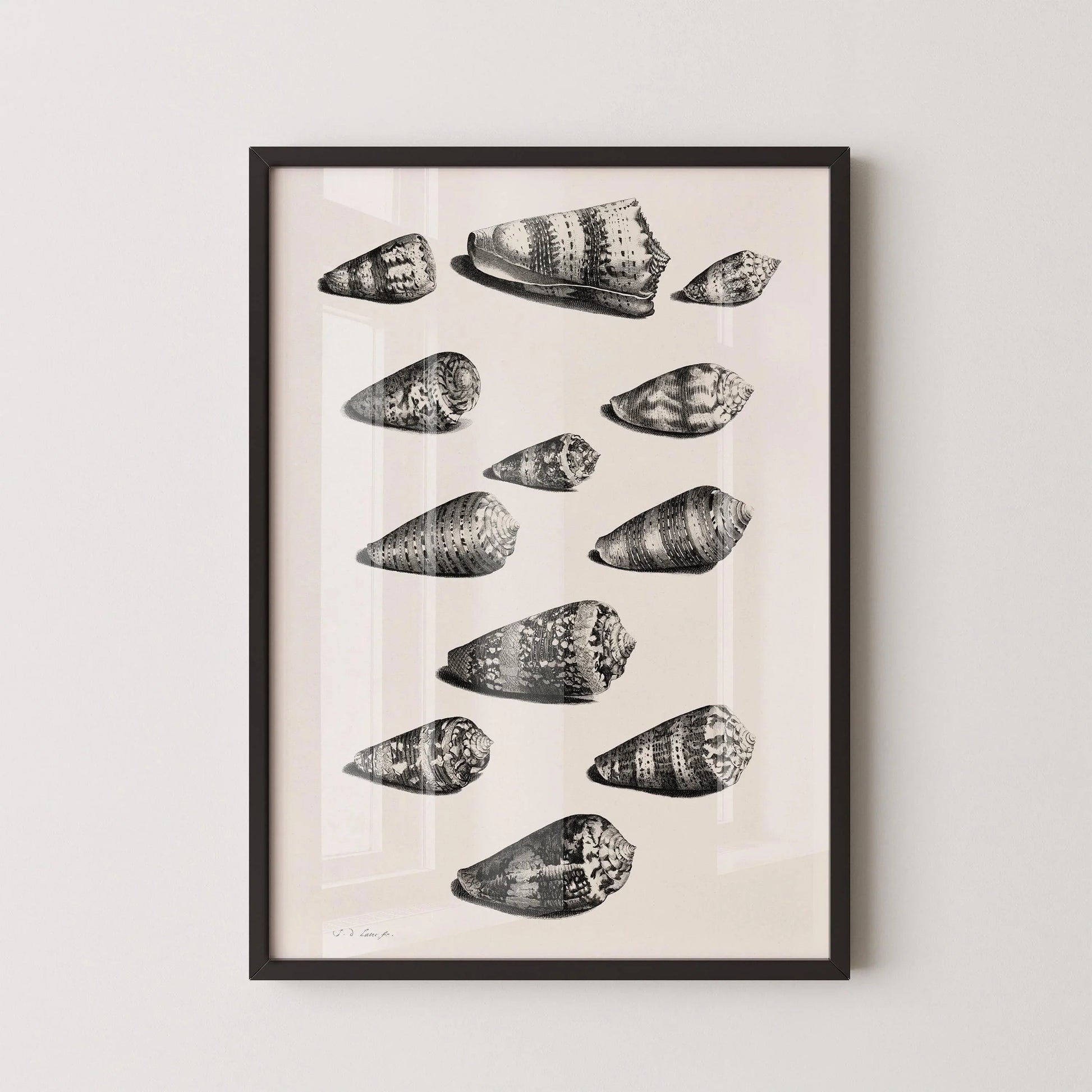 Maria Sybilla Merian Shells Print: Black and White Marine Life Art