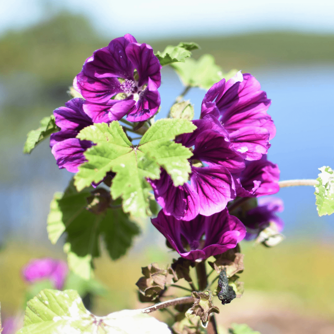 Mauve, Flower & Leaf