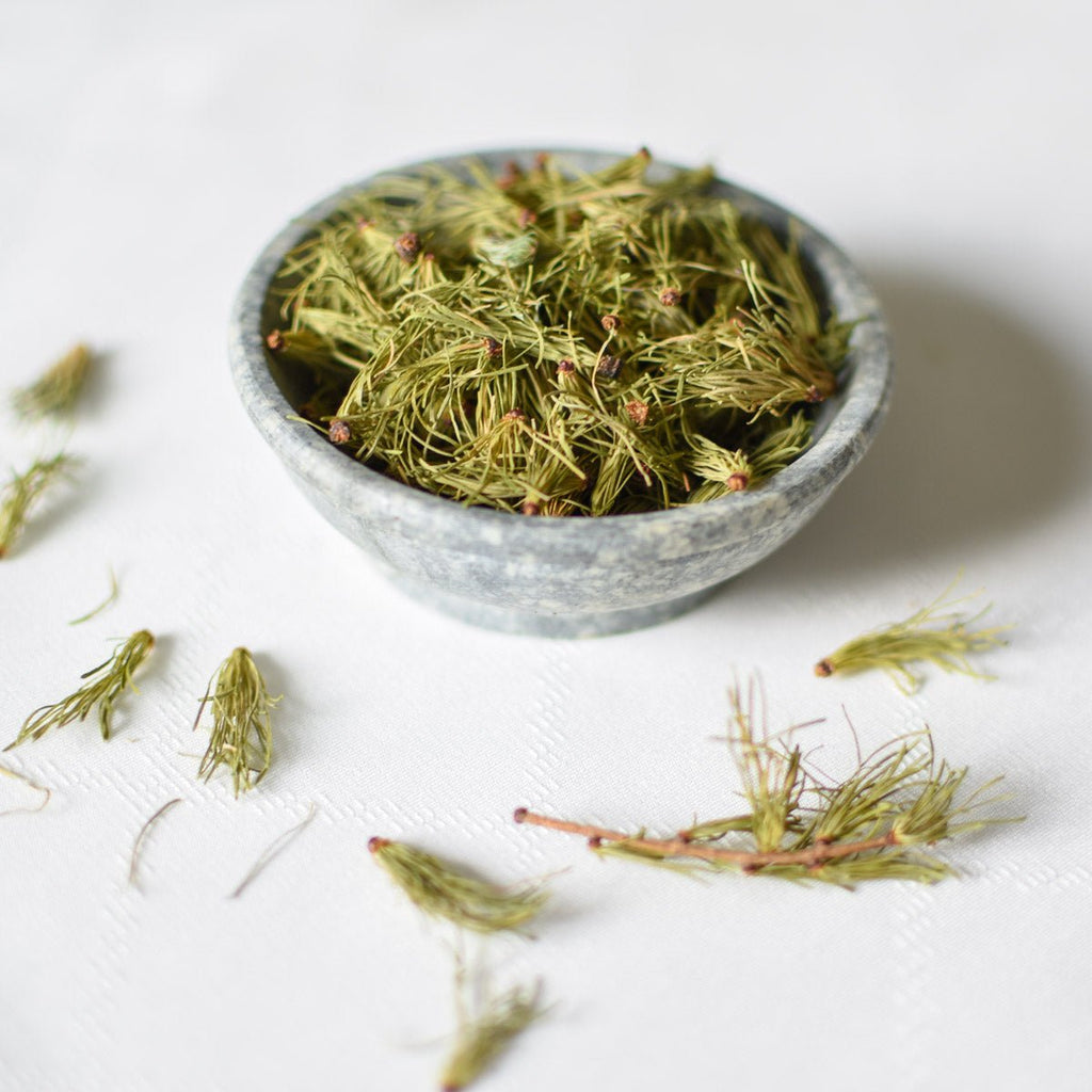 Larch Needle