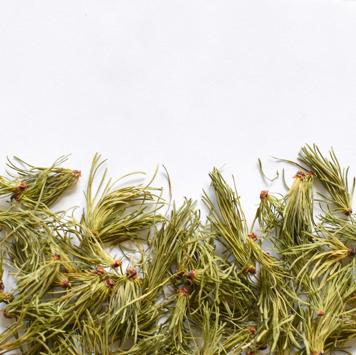 Larch Needle