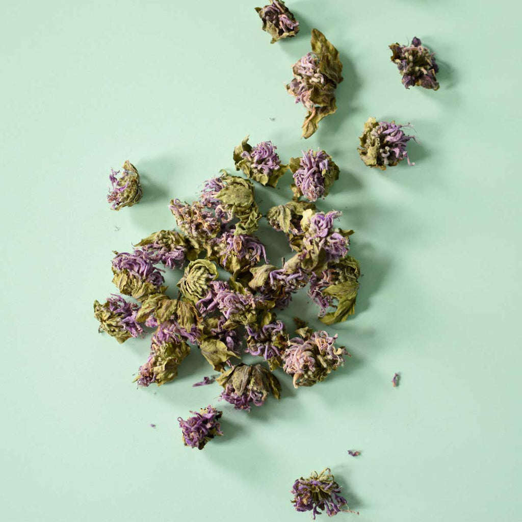 Bee Balm Flower