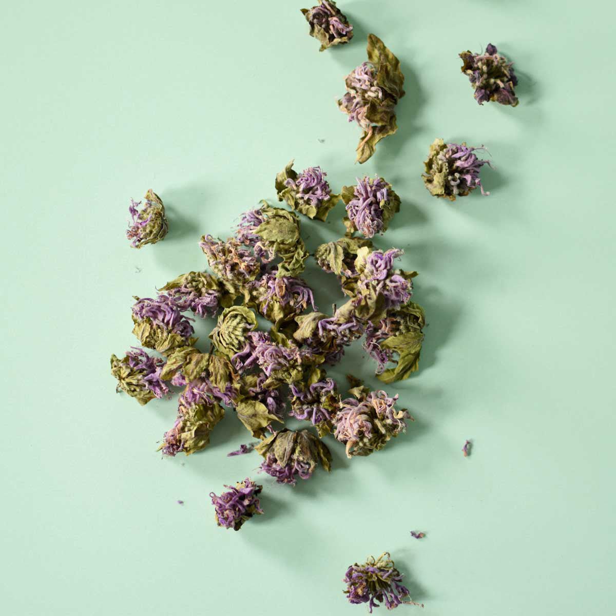 Bee Balm Flower