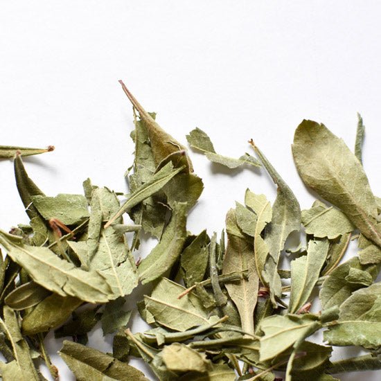 Balsam Fir Leaf