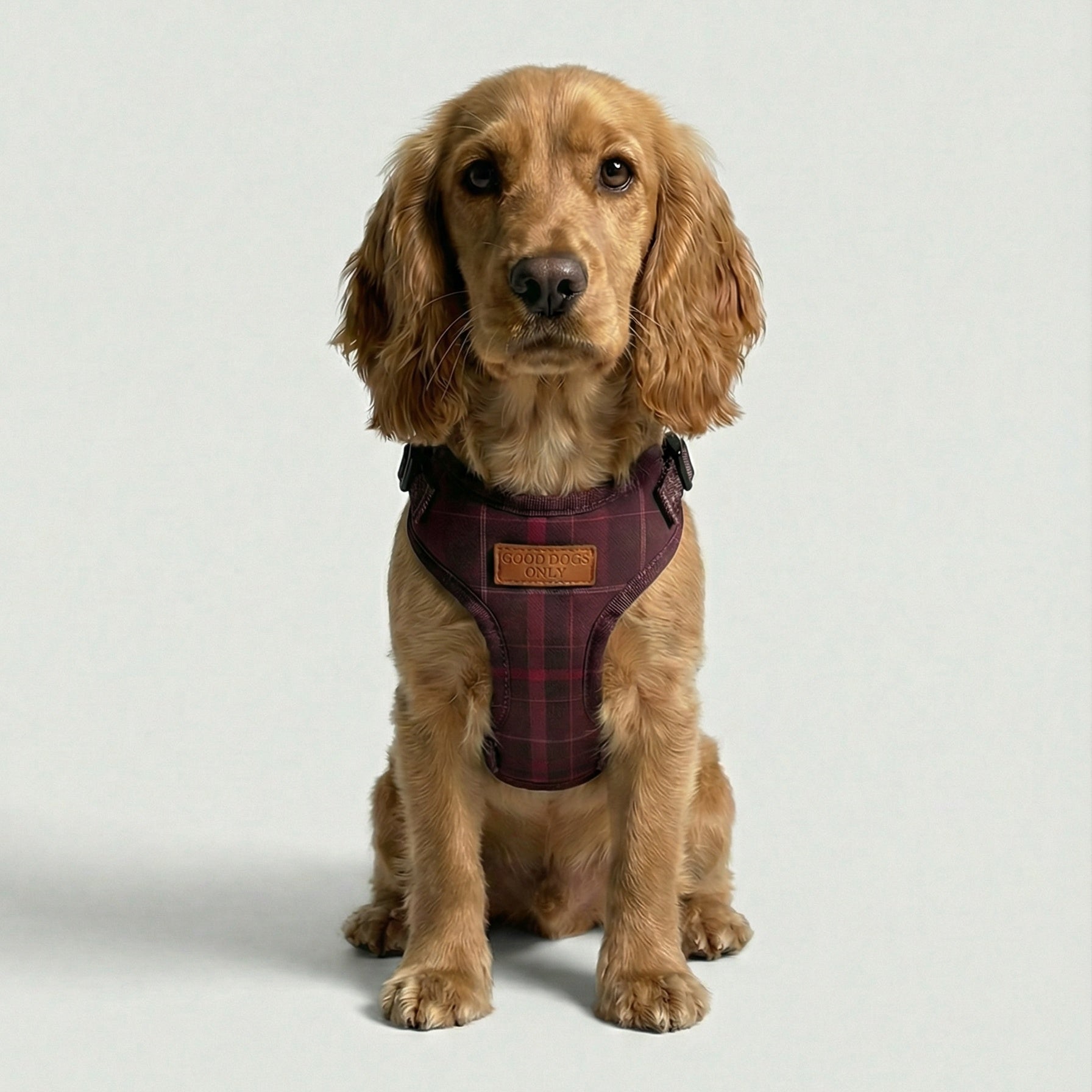 Plaid Harness