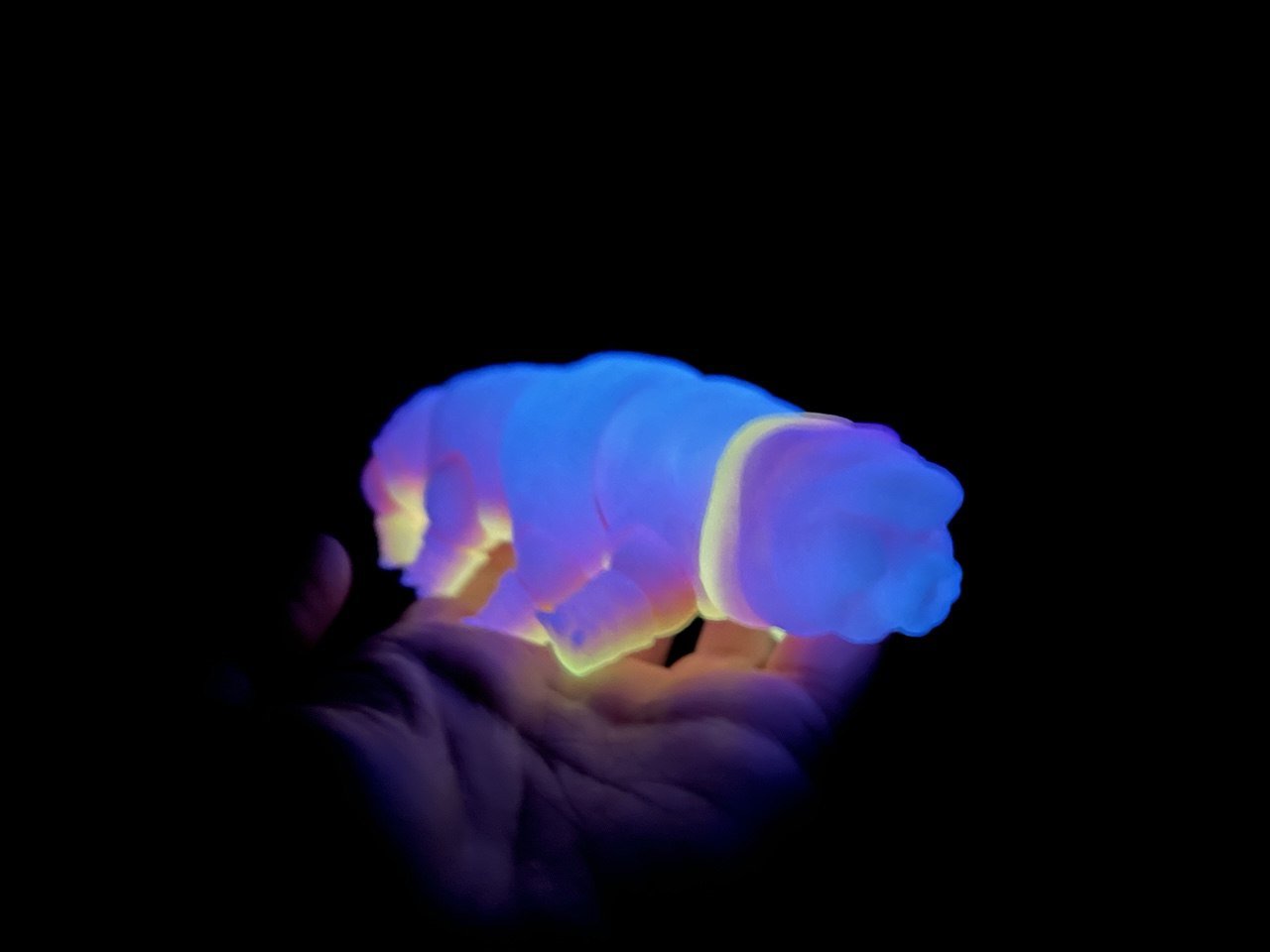 Tardigrade tactile stim fidget - Glow in the dark Water Bear