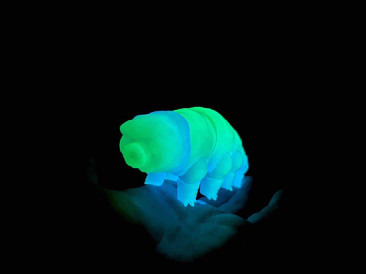 Tardigrade tactile stim fidget - Glow in the dark Water Bear