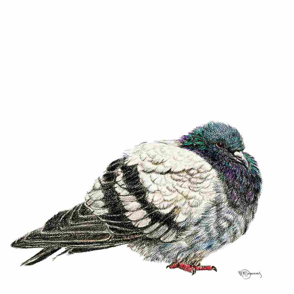 Pigeon - greeting card