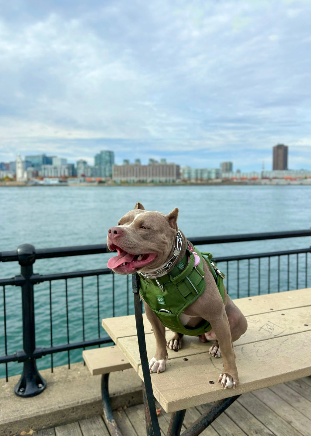 Heavy-Duty Everyday Harness - Cactus Green