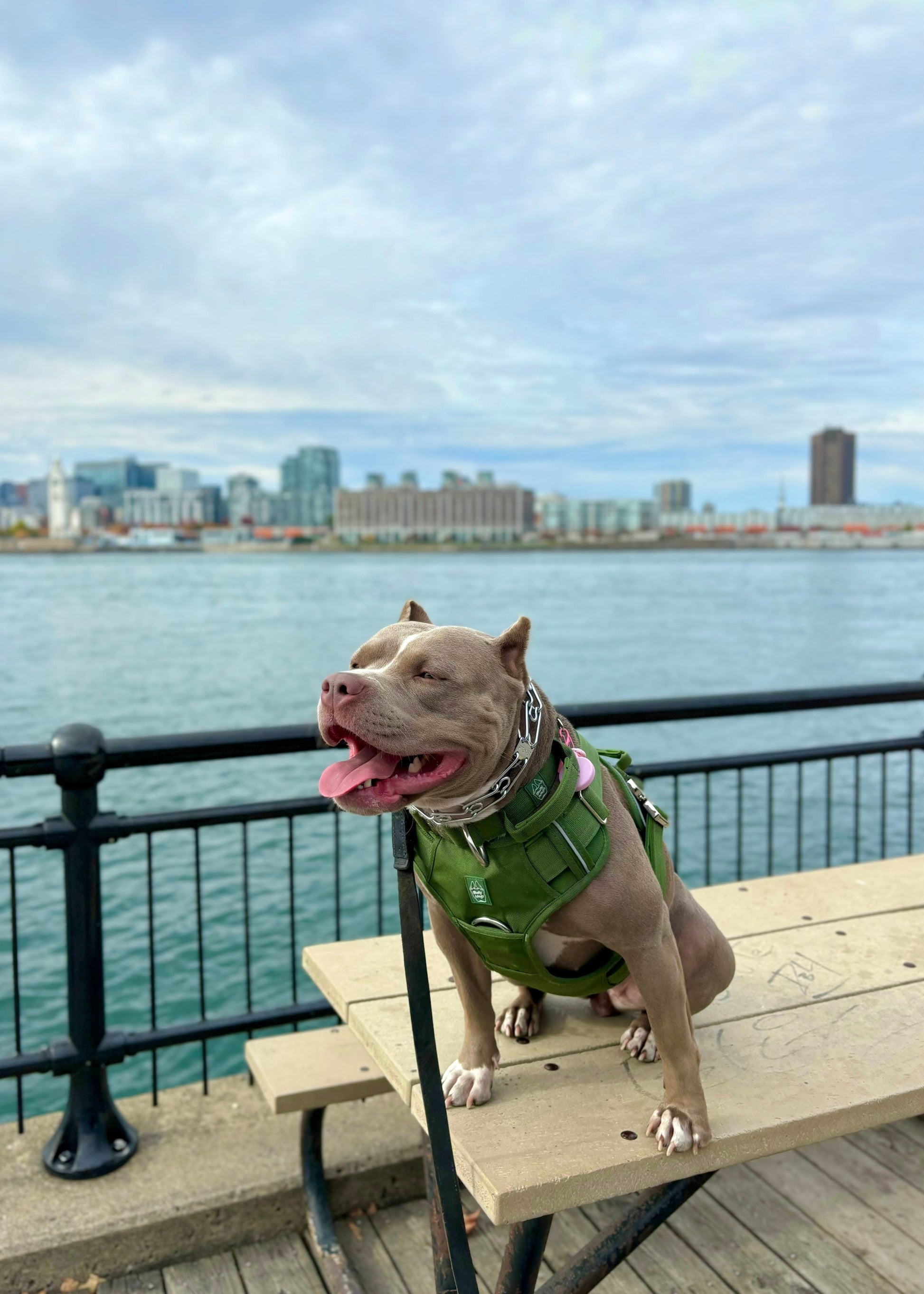 Heavy-Duty Everyday Harness - Cactus Green