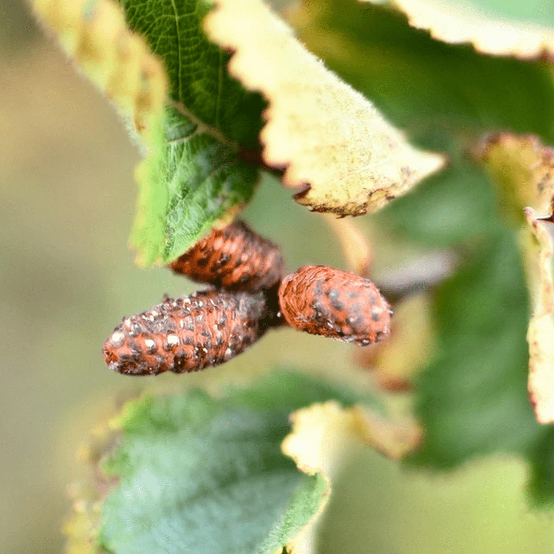 Dune Pepper