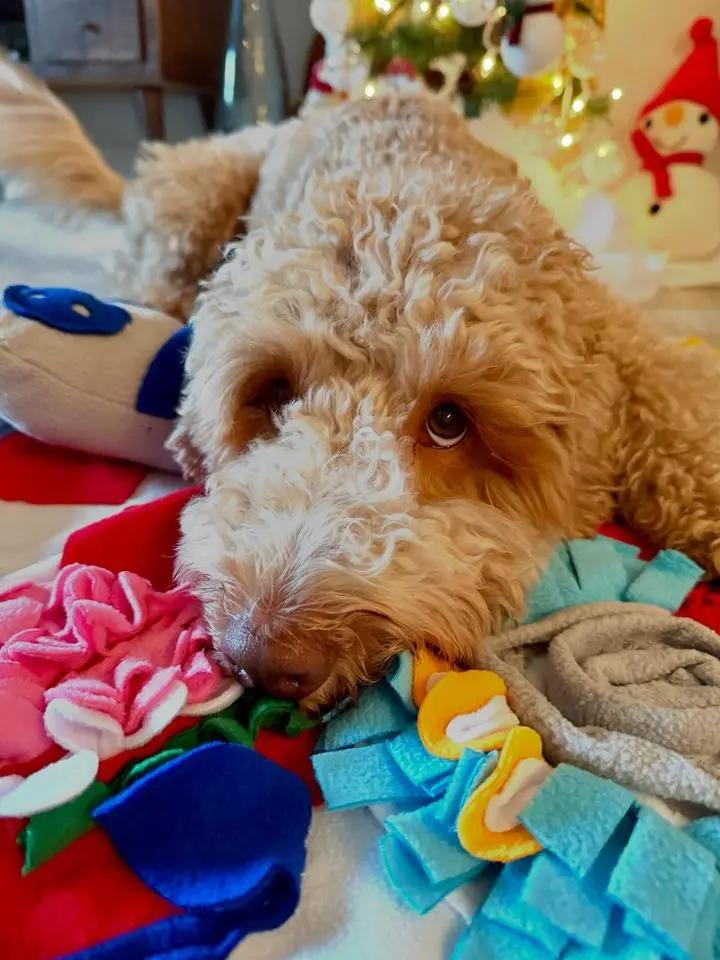 Squeaky Bone Snuffle Mat for Dogs – Interactive Foraging Fun, 24"- RETAIL LUFTPETS