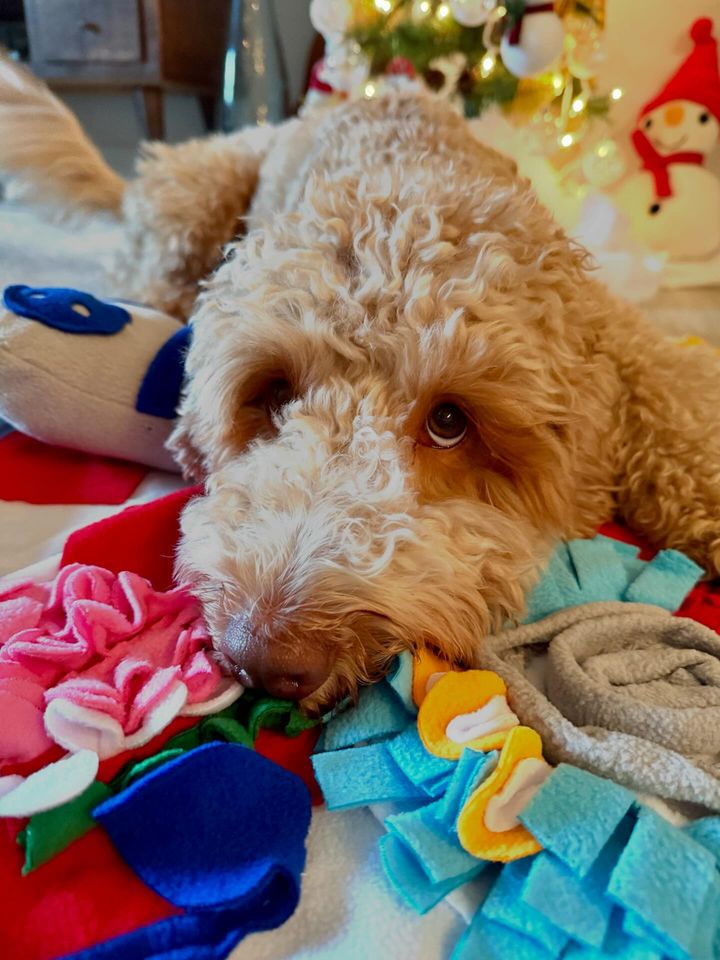 Tapis à renifler couineur pour chiens – Jeu interactif de recherche de nourriture, 61 cm