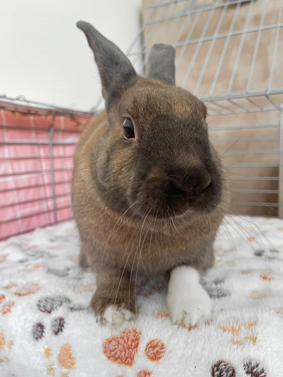 Washable Rabbit &  Guinea Pig Cage Liners -  Value Pack 5-Piece - Two Midwest or C&C 2X4 Bedding Mats and 3 Fleece Blankets