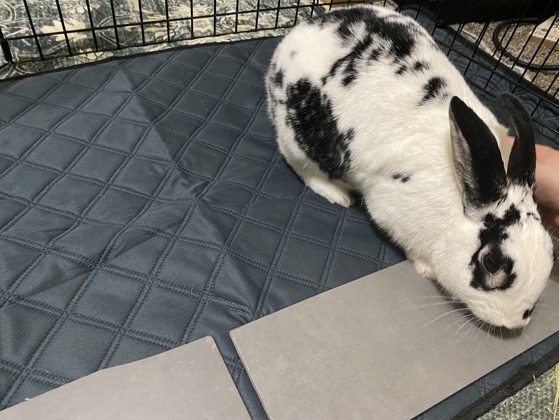 Parure de lit polaire 5 pièces pour cochon d'Inde et lapin – Parfaite pour chiens et chats