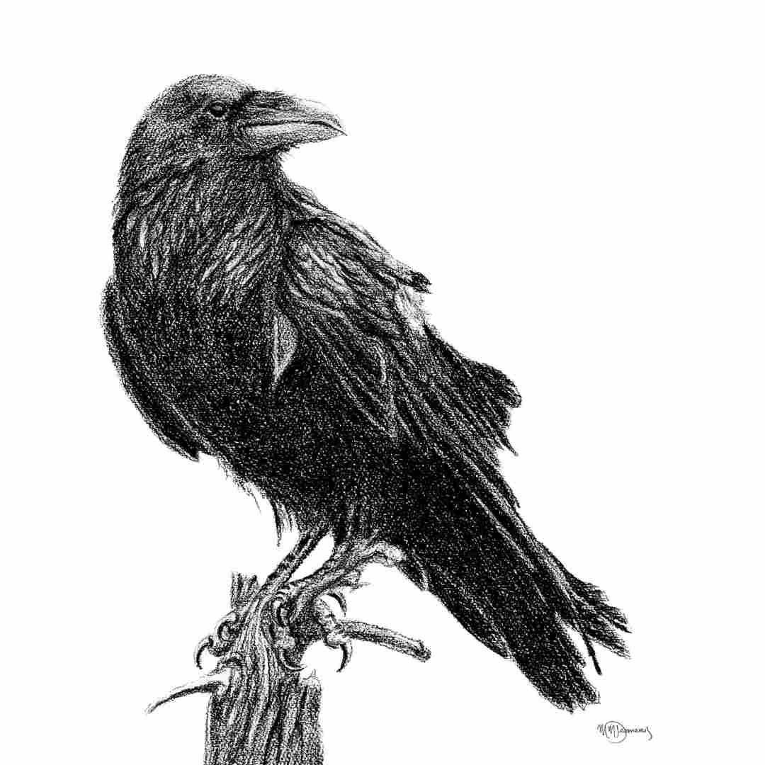 Raven - greeting card