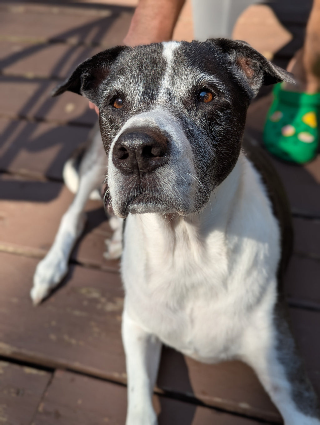 Sanson - Sapling Cotton Scrunchie