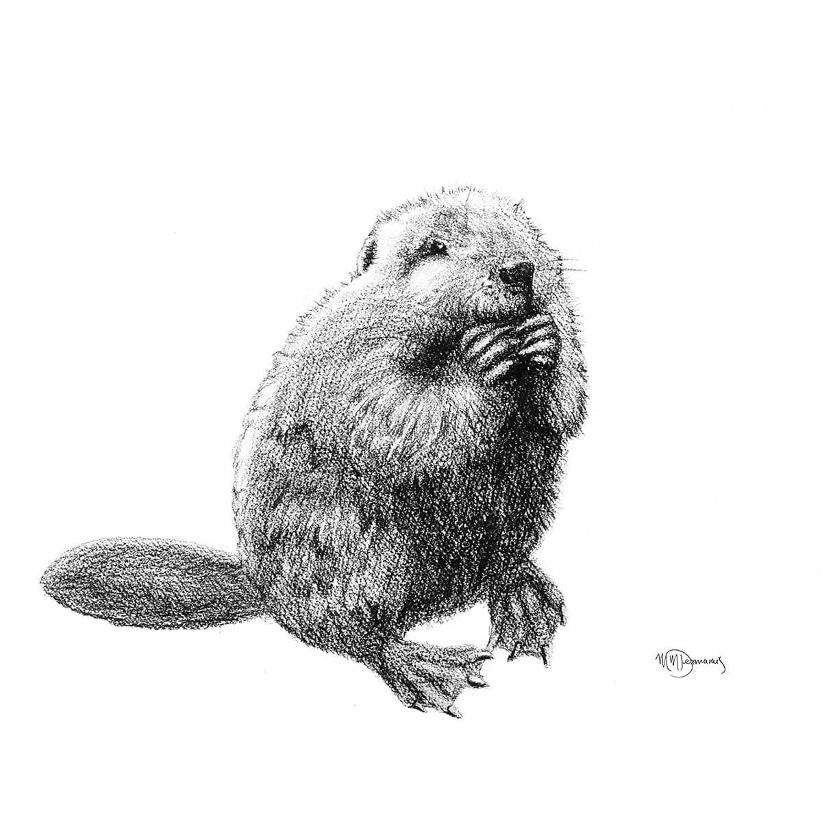 Beaver Sticker for Water Bottle, Agenda or Computer