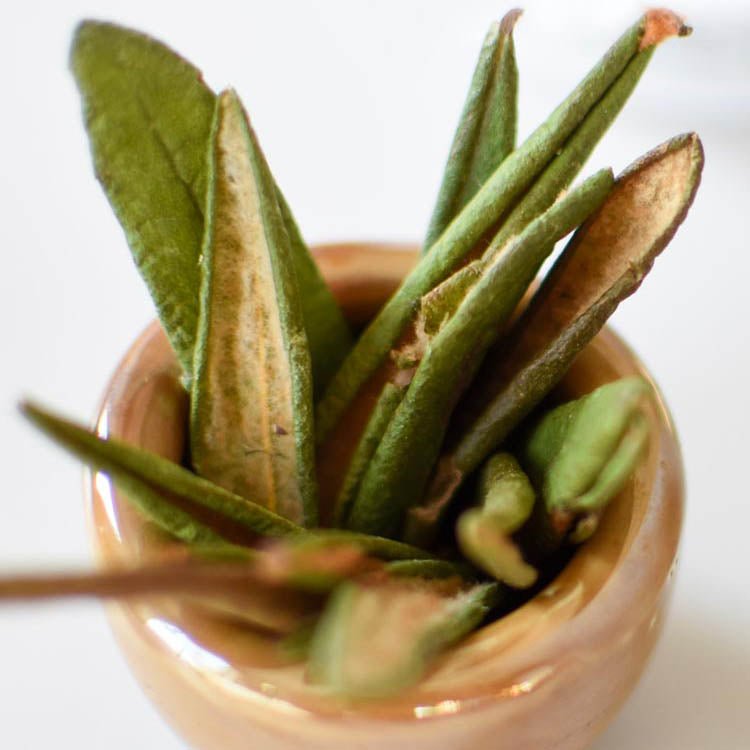 Labrador Tea Leaves