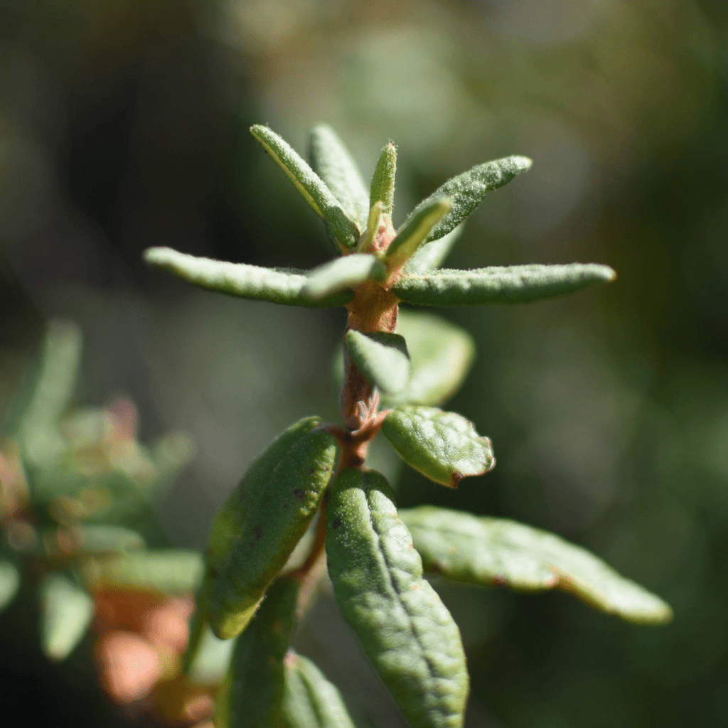 Labrador Tea Leaves