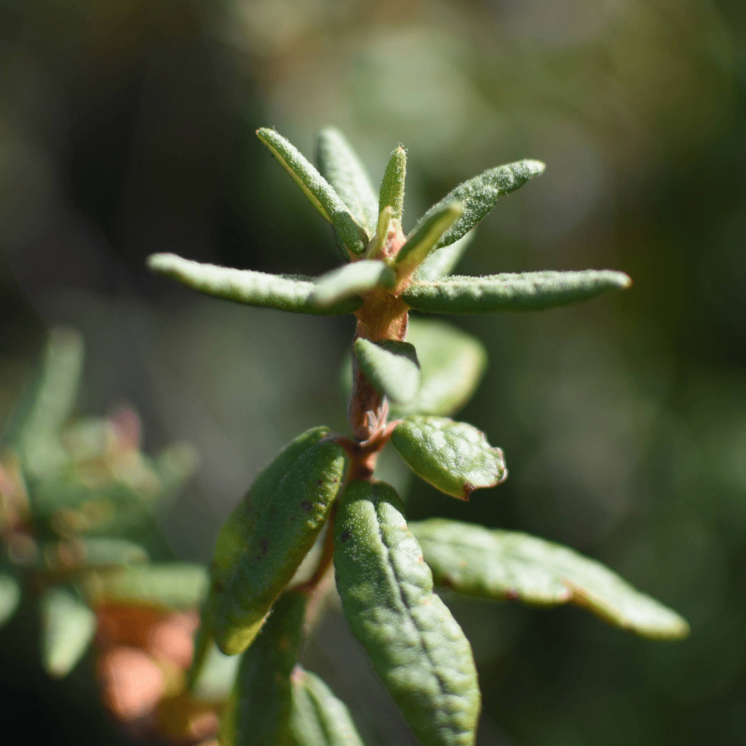Labrador Tea Leaves